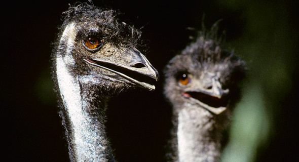 Emus.