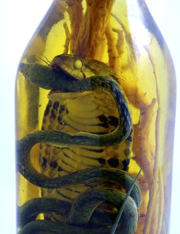 Chinese snake wine.