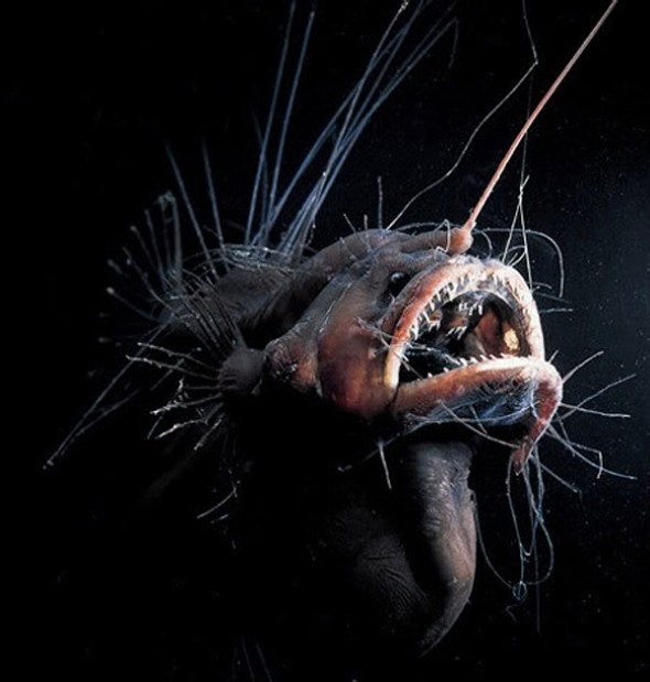 weird-angler-fish
