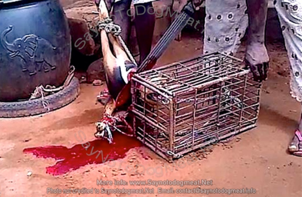 African dog butcher slowly slaughtering a dog, using a panga. Fully conscious, the dog was alive and in great agony for several minutes.