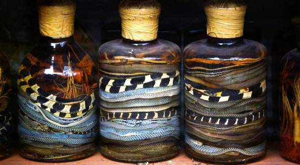Snake wine.