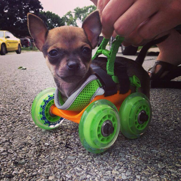 3d-printed-wheelchair-chihuahua-03
