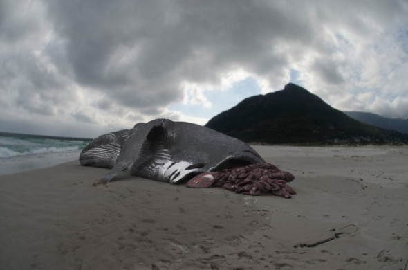 Megalodon_bad_doc_terribad