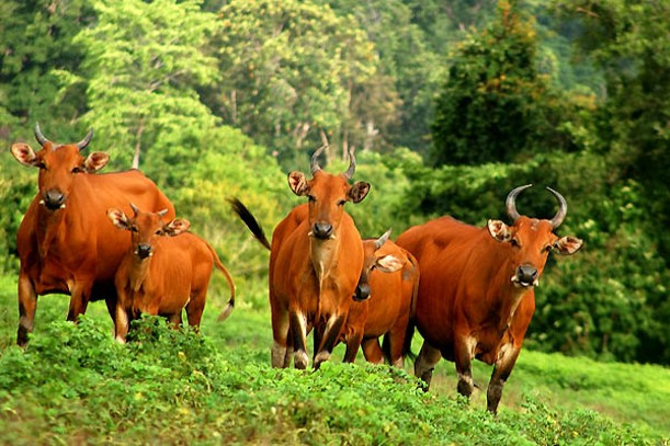 Banteng01