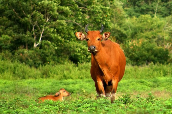 banteng1