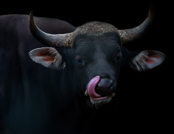 malebantengbull