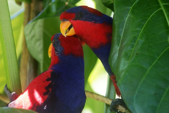 03_eos_histrio_talautensis_2