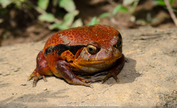 tomatofrog