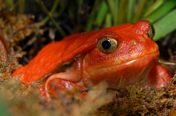 tomatofrognonthreatned