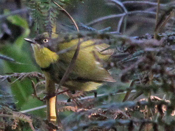 Yellow-throated Apalis, Zomba Plateau, 16-May-11 (A1) L