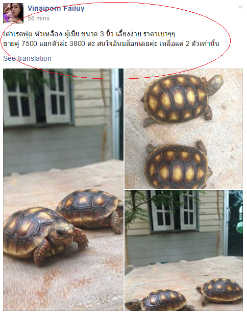 yellowfootnoninterpol