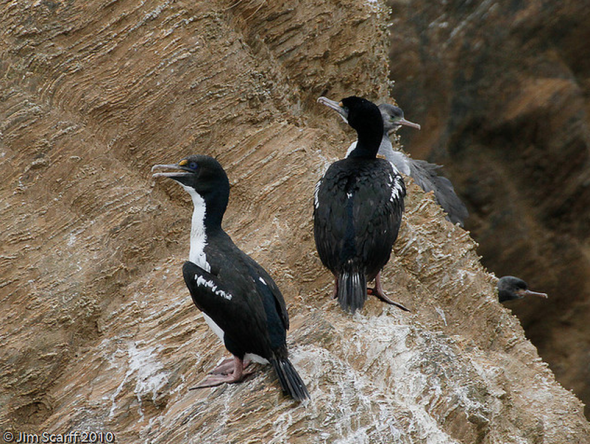 jimscarfroughfacedshag2010