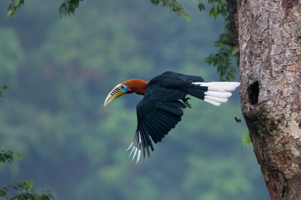 Rufous_Necked_Hornbill