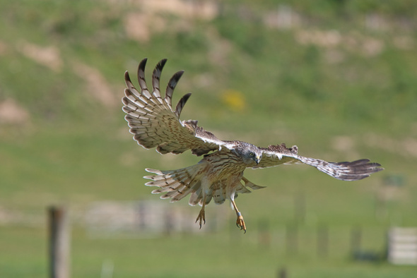Swamp_Harrier_on_approach