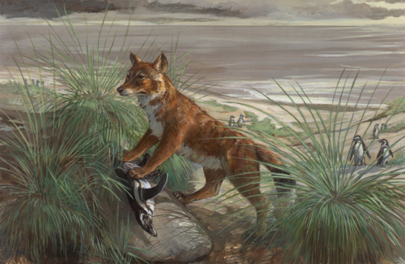 Falkland-Islands-wolf