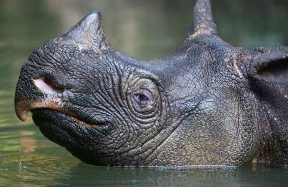 javanrhino