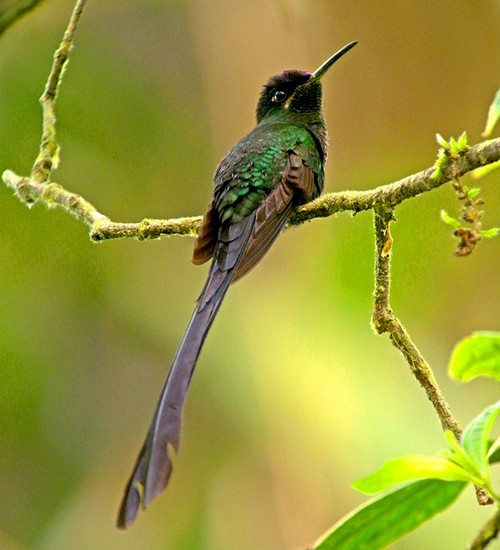 scissor-tailedhummingbird