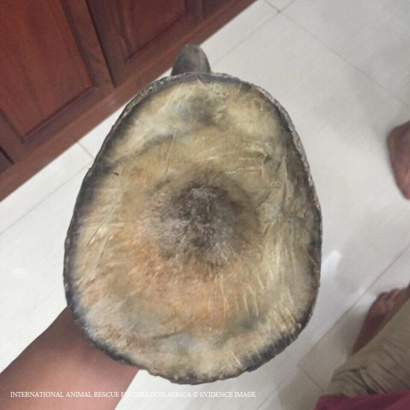 Dealer shows the authenticity of what we now know is the 7th African rhino horn.