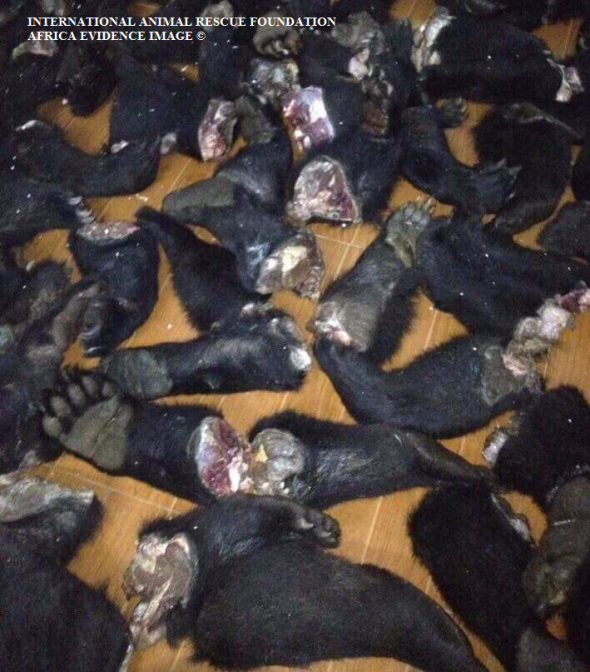 Thai and Vietnam traders offered investigators bear paw, that is used to create a fake medicine soup.