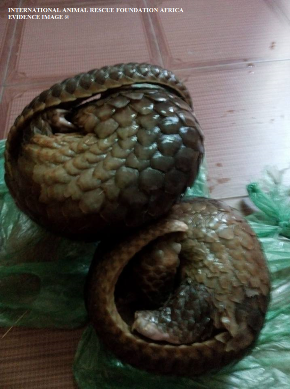 Investigators identified African pangolins within the home of a Viet Nam animal parts trader.