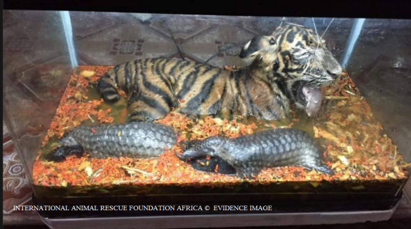 Illegal wildlife traders: Viet Nam & Thailand