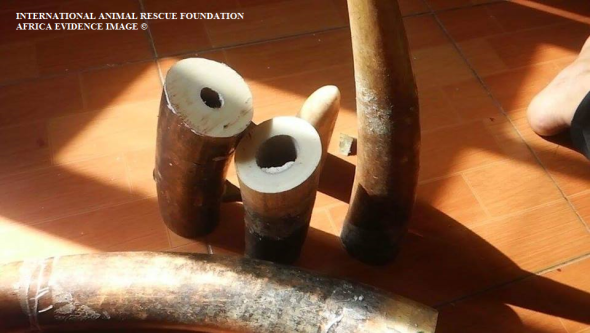 Female trader with male brags to investigative officer how ivory is easily obtainable from Benin via France.