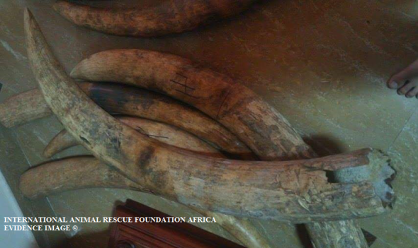 Both the Thai and Vietnamese teens brag how ivory is very easy to bring in from Japan.