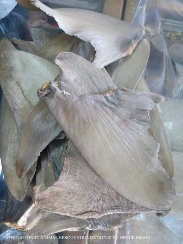 Shark fin once bagged is shipped out.