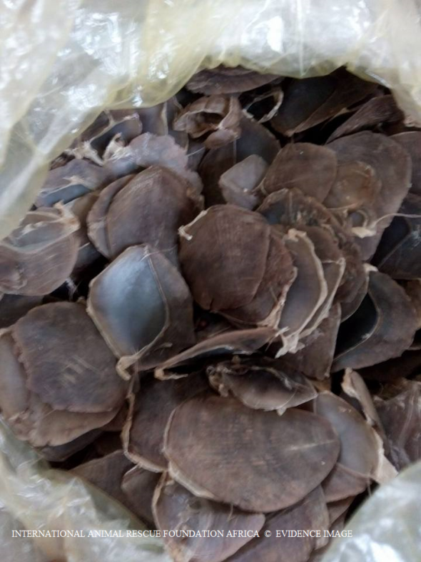 Traders dealing in pangolin scales.