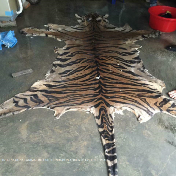 Every-part of the tiger is used. The skin/pelt will be sold on or made into wallets/purses.