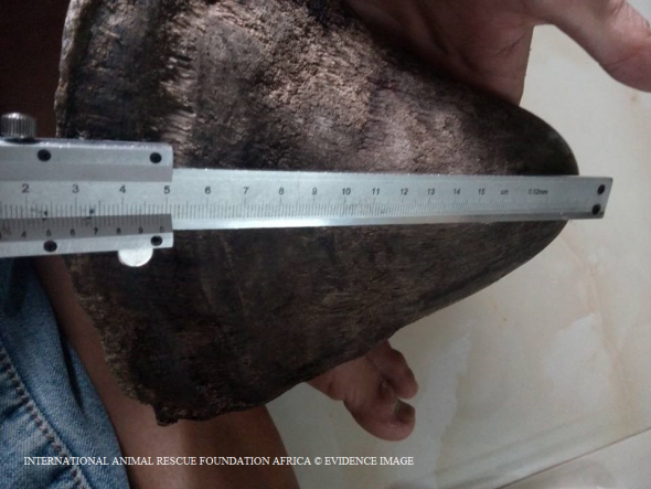 Dealer measures up an African rear rhino horn.