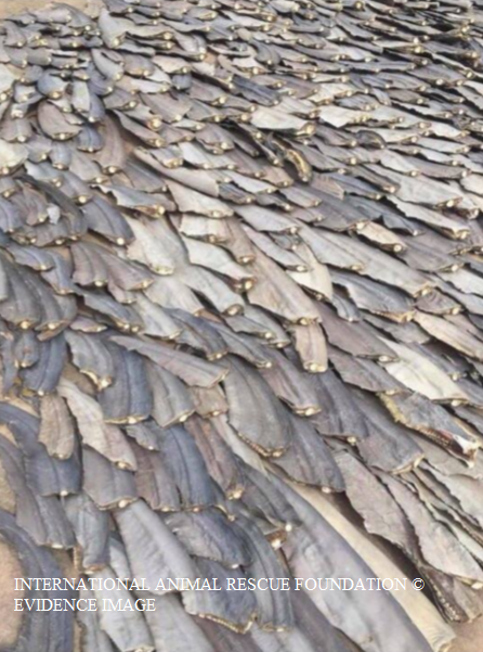 Trader dries fresh shark-fin on his premises for the TCM trade.