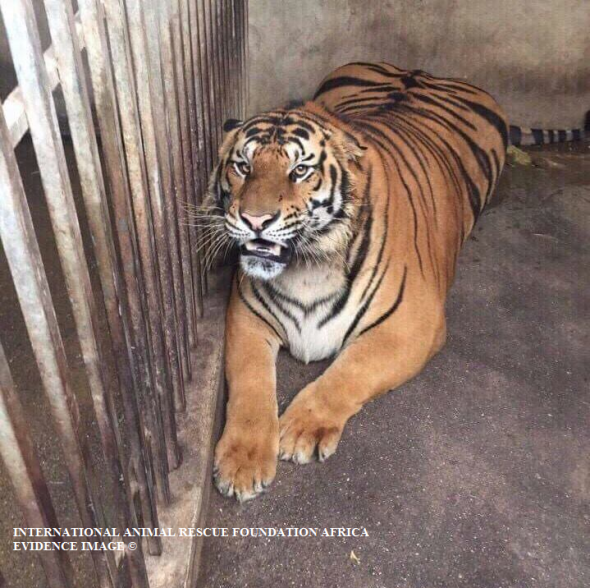 One of nine tigers that both the Thai and Vietnamese traders keep as pets. Sadly to later breed and kill for parts.