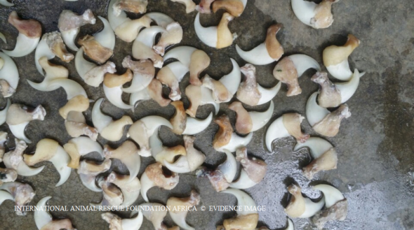 Tiger claws are dried ready to be made into necklaces. Imported from Thailand into Viet Nam.
