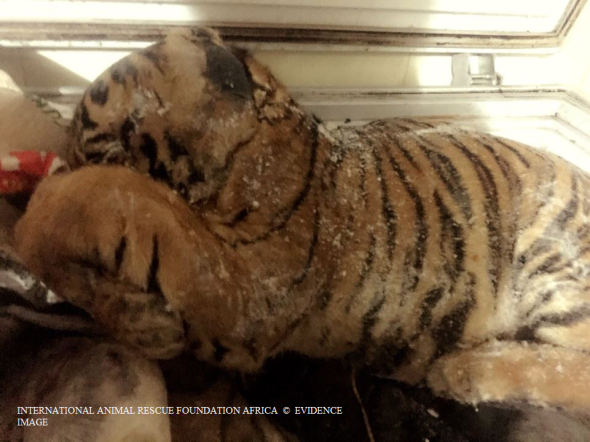 Trader depicts one of many tigers that are frozen within the home freezer.