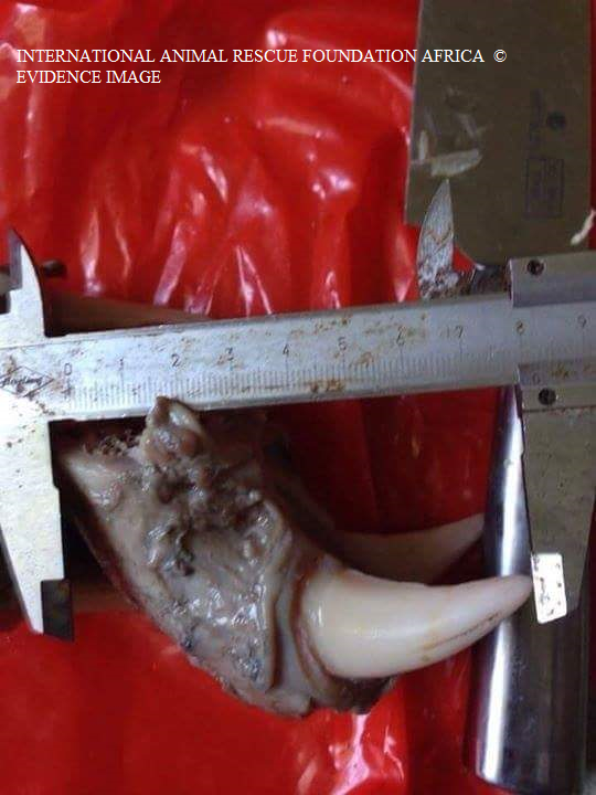 Trader then shows the measurement process of tiger teeth.