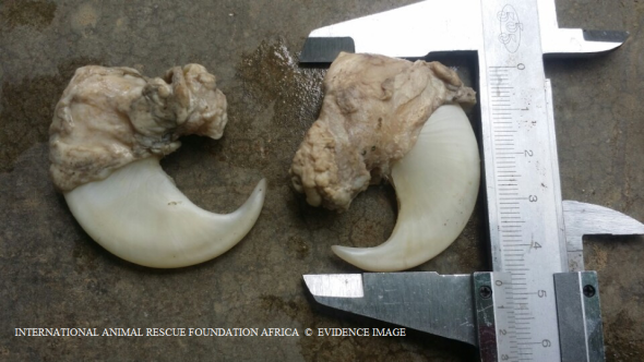 Tiger claws are measured like rhino horn and ivory. This process helps traders to price up and show legitimacy to buyers.