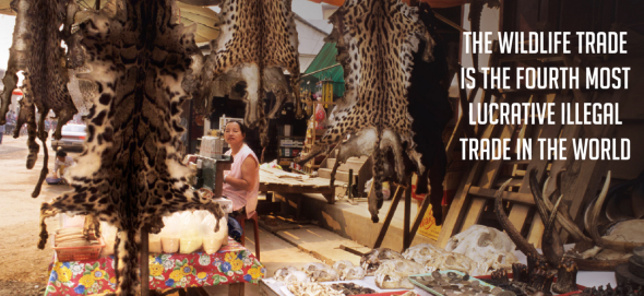 wildlifetrade