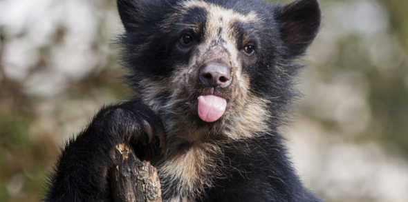 andeanbear