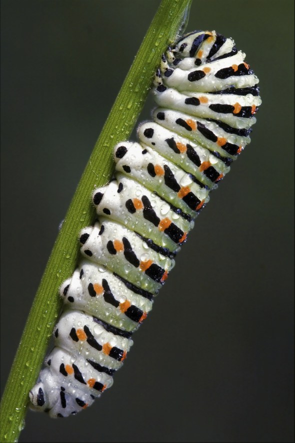 Papilionidae in a green tree of wild fennel