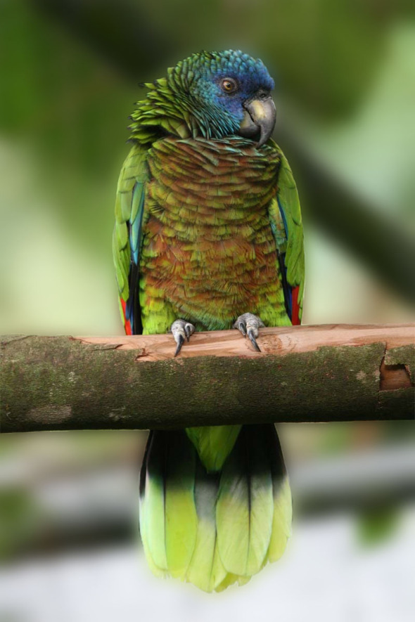 St._Lucia_Parrot_MP_impr