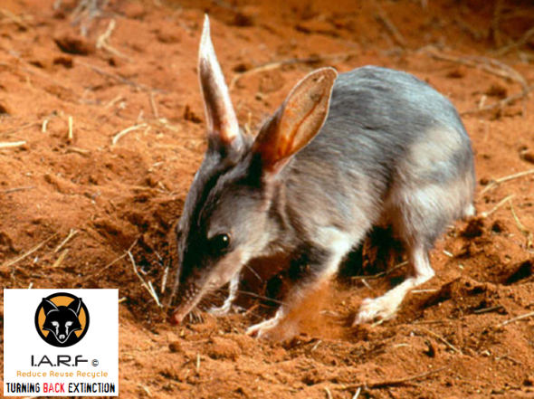 BILBY1