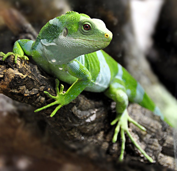 Fiji-Banded_Iguana__Brachylophus_fasciatus