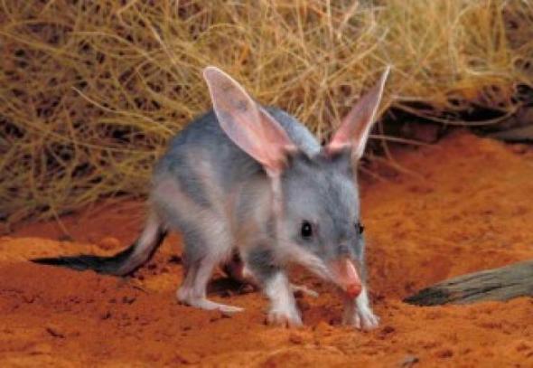 Rabbit-eared Bandicoot