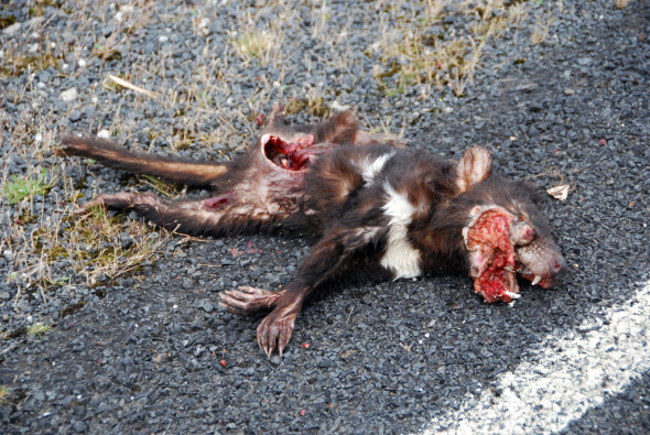 roadkill