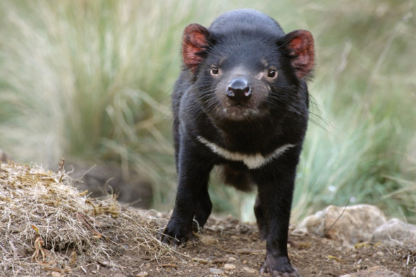 Tasmanian-devil-980x653